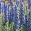 Thumbnail #1 of Echium candicans by MichaelCharters