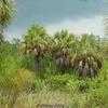 Thumbnail #1 of Sabal palmetto by Floridian