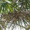 Thumbnail #3 of Sabal palmetto by bodeoh