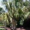 Thumbnail #4 of Sabal palmetto by palmbob