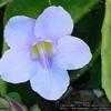 Thumbnail #1 of Thunbergia grandiflora by Floridian