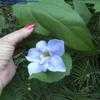 Thumbnail #4 of Thunbergia grandiflora by Azalea