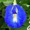 Thumbnail #2 of Clitoria ternatea by butterflypea