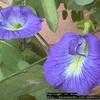 Thumbnail #1 of Clitoria ternatea by Dinu