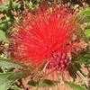 Thumbnail #3 of Calliandra haematocephala by Dinu