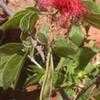Thumbnail #2 of Calliandra haematocephala by Dinu