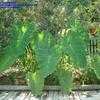 Thumbnail #5 of Colocasia esculenta by jessicadez