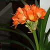 Thumbnail #5 of Clivia miniata by moscheuto