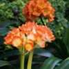 Thumbnail #2 of Clivia miniata by Kell