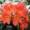 Thumbnail #4 of Clivia miniata by kmom246