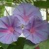 Thumbnail #2 of Ipomoea indica by EmmaGrace