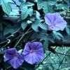 Thumbnail #3 of Ipomoea indica by kennedyh