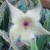 Thumbnail #4 of Stapelia gigantea by alhanks