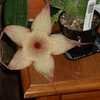 Thumbnail #3 of Stapelia gigantea by moscheuto