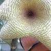 Thumbnail #1 of Stapelia gigantea by GiaVette