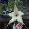 Thumbnail #2 of Stapelia gigantea by Azalea