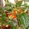 Thumbnail #5 of Impatiens niamniamensis by bomber
