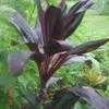 Thumbnail #2 of Cordyline fruticosa by weeds