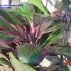 Thumbnail #3 of Cordyline fruticosa by jody