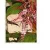 Thumbnail #5 of Cordyline fruticosa by CostaRica