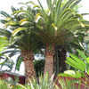 Thumbnail #2 of Phoenix canariensis by FondOfFronds