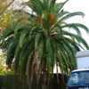 Thumbnail #3 of Phoenix canariensis by mustangman826