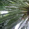 Thumbnail #4 of Phoenix canariensis by Kell