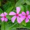 Thumbnail #1 of Catharanthus roseus by Floridian