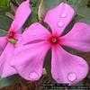 Thumbnail #2 of Catharanthus roseus by Floridian