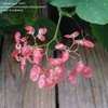 Thumbnail #3 of Begonia coccinea by ladyannne