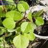 Thumbnail #5 of Plectranthus verticillatus by Monocromatico