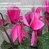 Thumbnail #1 of Cyclamen persicum by manos