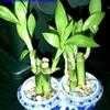 Thumbnail #1 of Dracaena braunii by easter0794