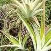 Thumbnail #5 of Ananas comosus by haighr