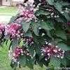 Thumbnail #2 of Clerodendrum quadriloculare by htop