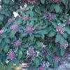 Thumbnail #1 of Clerodendrum quadriloculare by jpm7