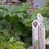 Thumbnail #3 of Gunnera manicata by palmbob