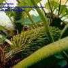 Thumbnail #2 of Gunnera manicata by arsenic