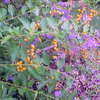 Thumbnail #2 of Duranta erecta by sprouts28