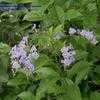 Thumbnail #4 of Duranta erecta by Chamma