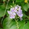 Thumbnail #1 of Duranta erecta by Floridian