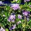 Thumbnail #3 of Duranta erecta by IslandJim