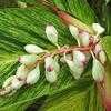 Thumbnail #1 of Alpinia zerumbet by htop