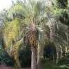 Thumbnail #2 of Butia capitata by palmbob