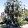 Thumbnail #1 of Butia capitata by palmbob