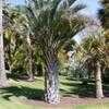 Thumbnail #4 of Butia capitata by palmbob