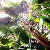 Thumbnail #2 of Strelitzia alba by palmbob