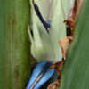 Thumbnail #5 of Strelitzia alba by EROCTUSE2