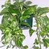 Thumbnail #4 of Epipremnum aureum by NativePlantFan9