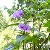 Thumbnail #2 of Ipomoea carnea by Azalea